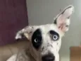 Estrela