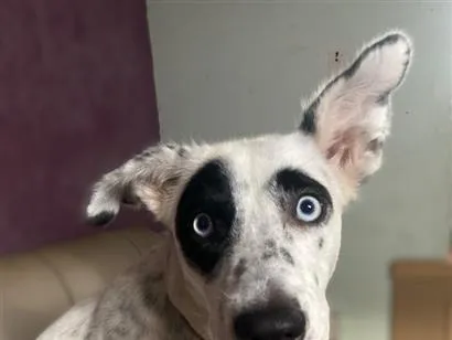 Cachorro raça SRD-ViraLata idade 7 a 11 meses nome Estrela
