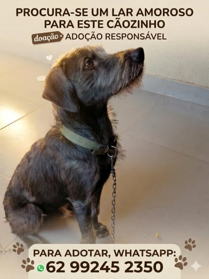 Cachorro raça SRD-ViraLata idade 1 ano nome Batman