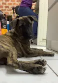 Kora
