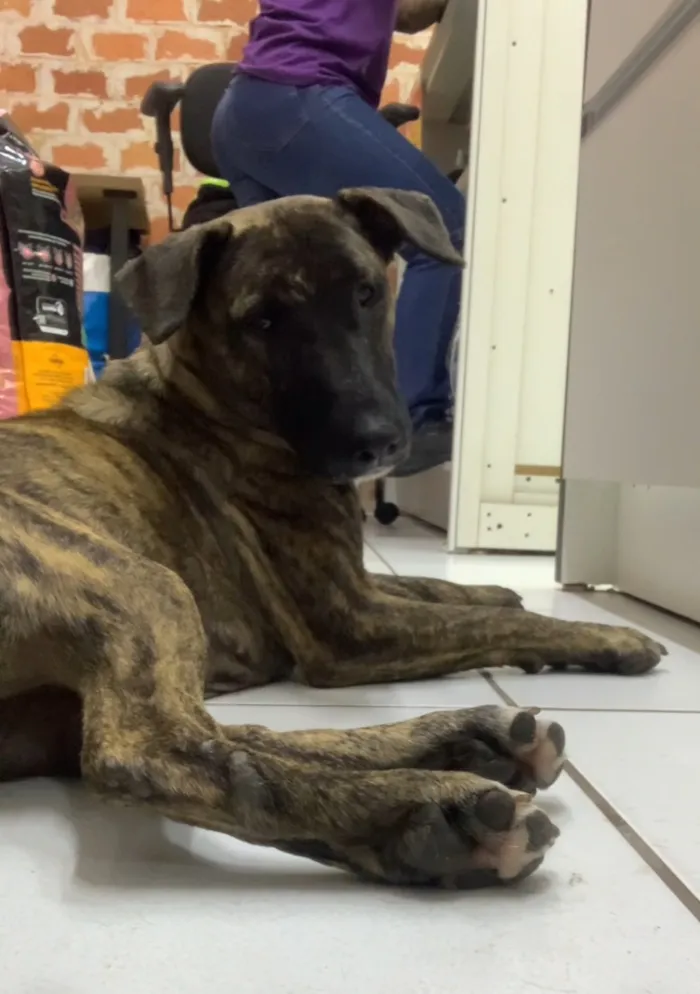 Cachorro raça SRD-ViraLata idade 3 anos nome Kora