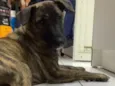 Kora
