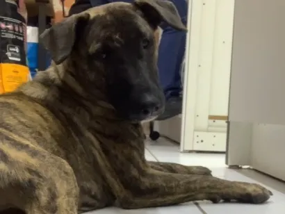 Cachorro raça SRD-ViraLata idade 3 anos nome Kora