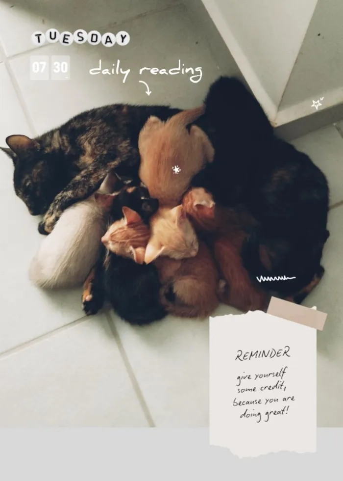 Gato raça SRD-ViraLata idade Abaixo de 2 meses nome mãe gata e seus 6filhotes