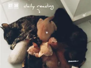 Gato raça SRD-ViraLata idade Abaixo de 2 meses nome mãe gata e seus 6filhotes