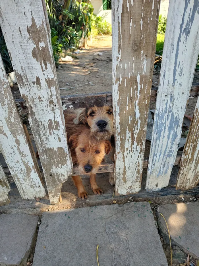 Cachorro raça SRD-ViraLata idade 2 anos nome os manos 