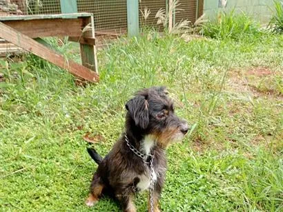 Cachorro raça SRD-ViraLata idade  nome Espiga