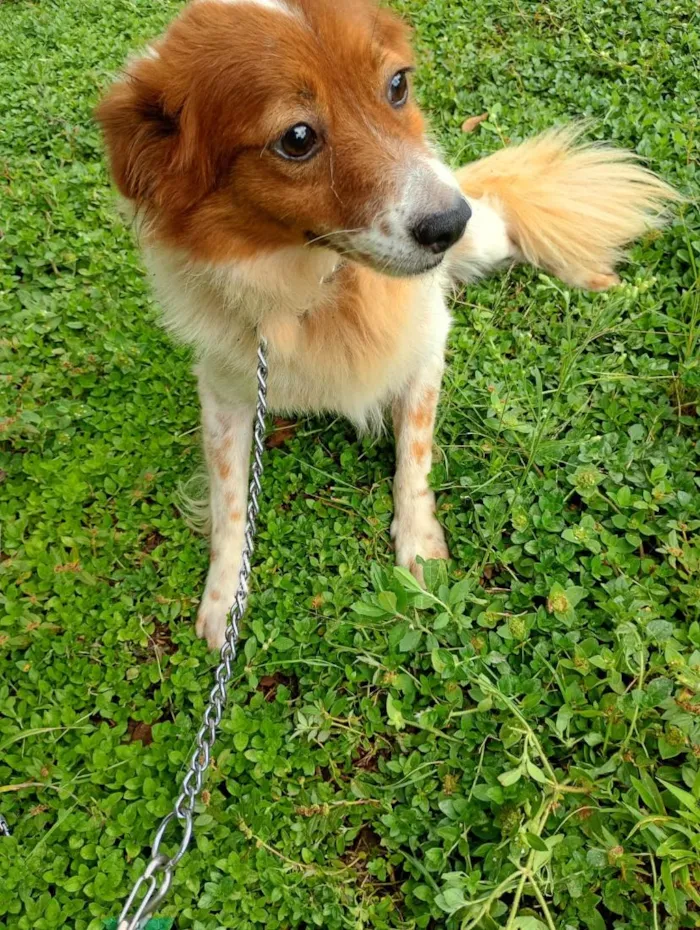 Cachorro raça SRD-ViraLata idade  nome Kingo