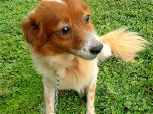 Cachorro raça SRD-ViraLata idade  nome Kingo