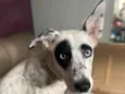 Estrela