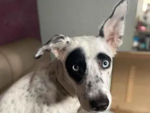 Cachorro raça SRD-ViraLata idade 7 a 11 meses nome Estrela