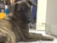 Kora