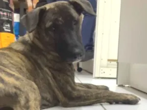 Cachorro raça SRD-ViraLata idade 3 anos nome Kora