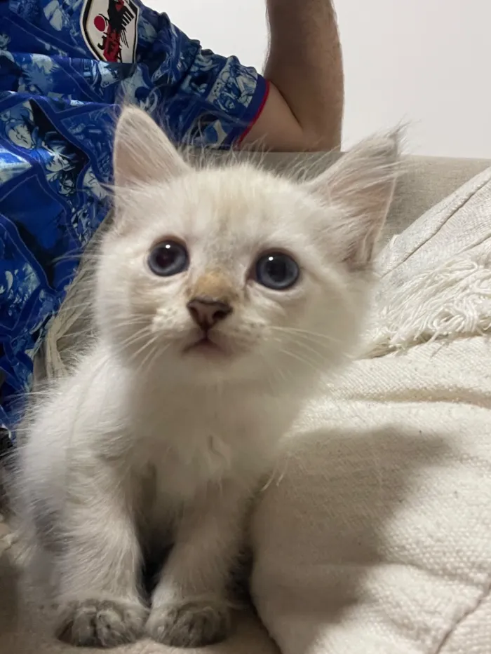 Gato raça Angorá idade 2 a 6 meses nome Kane