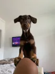 Lola 