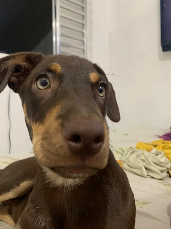 Cachorro raça SRD-ViraLata idade 7 a 11 meses nome Lola 