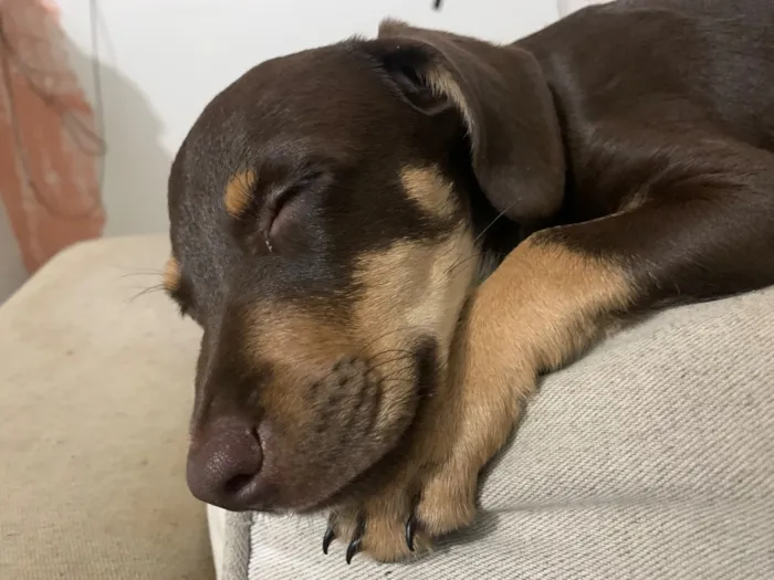 Cachorro raça SRD-ViraLata idade 7 a 11 meses nome Lola 