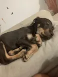 Lola 
