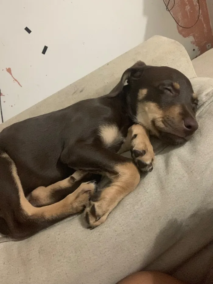 Cachorro raça SRD-ViraLata idade 7 a 11 meses nome Lola 