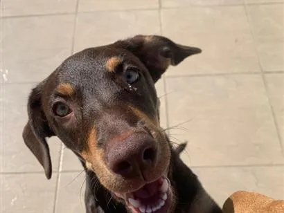Cachorro raça SRD-ViraLata idade 7 a 11 meses nome Lola 