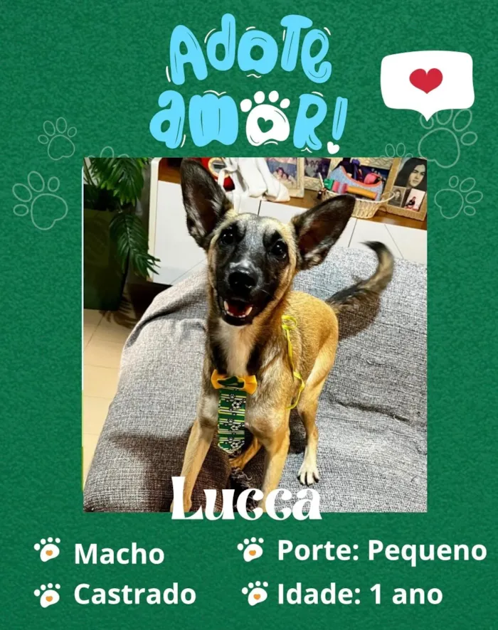 Cachorro raça SRD-ViraLata idade 1 ano nome Lucca 