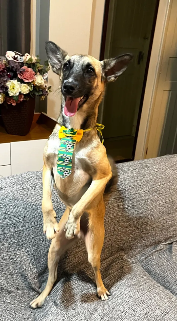 Cachorro raça SRD-ViraLata idade 1 ano nome Lucca 