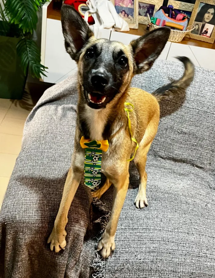 Cachorro raça SRD-ViraLata idade 1 ano nome Lucca 
