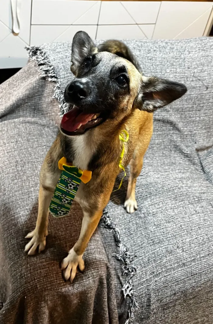 Cachorro raça SRD-ViraLata idade 1 ano nome Lucca 