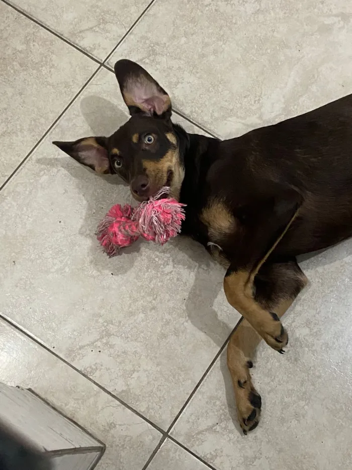 Cachorro raça SRD-ViraLata idade 7 a 11 meses nome Lola 