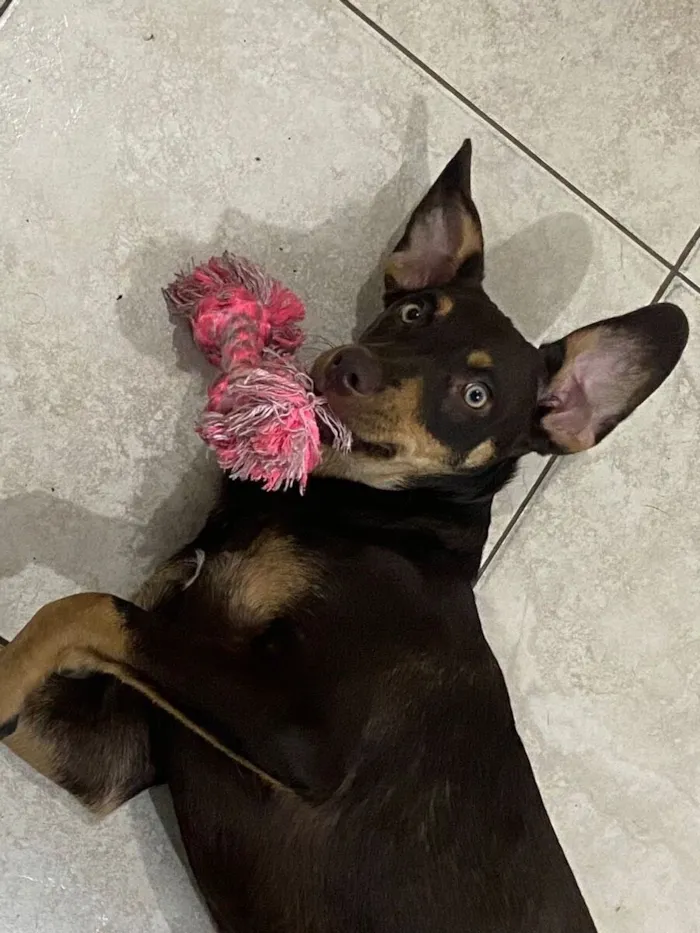 Cachorro raça SRD-ViraLata idade 7 a 11 meses nome Lola 