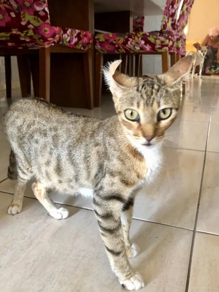 Gato raça SRD-ViraLata idade 1 ano nome Lara