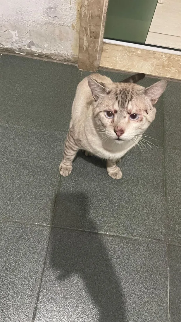 Gato raça SRD-ViraLata idade 2 anos nome Luck 