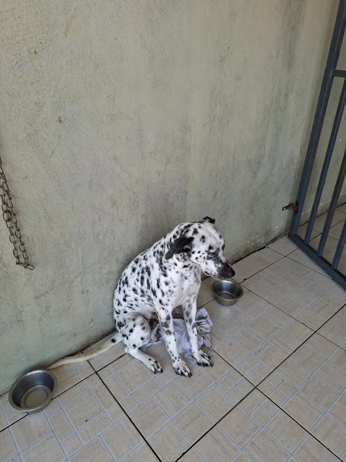 Cachorro raça Maltês idade 1 ano nome Lion