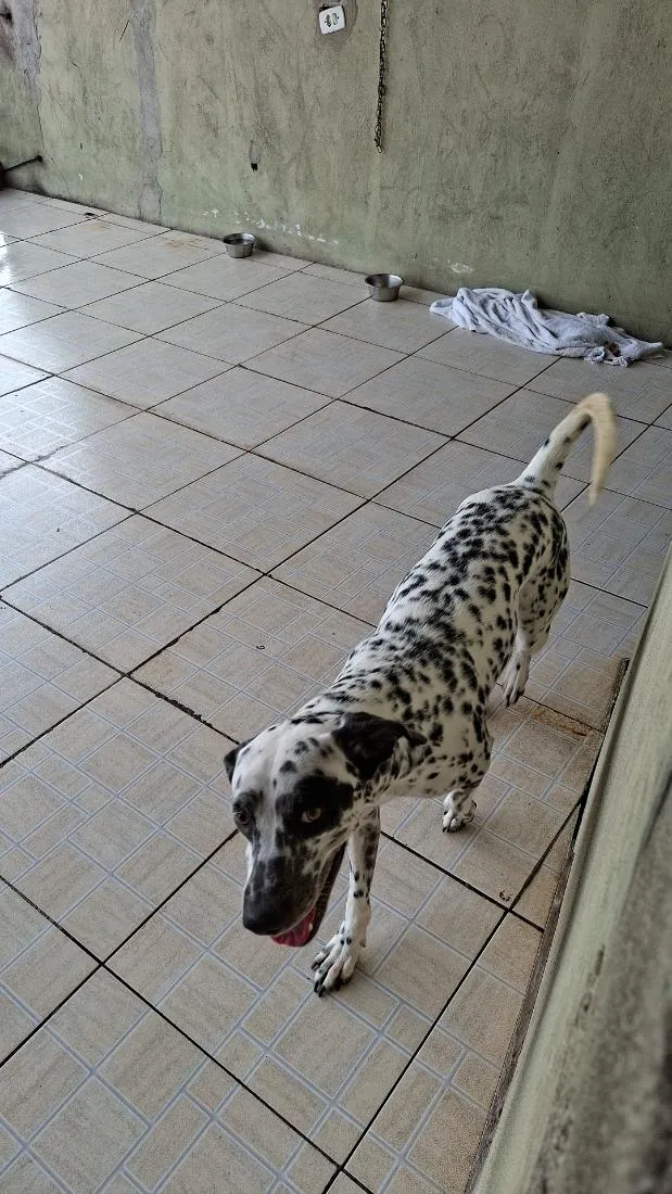 Cachorro raça Maltês idade 1 ano nome Lion