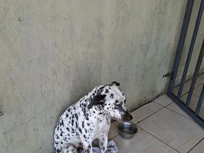 Cachorro raça Maltês idade 1 ano nome Lion