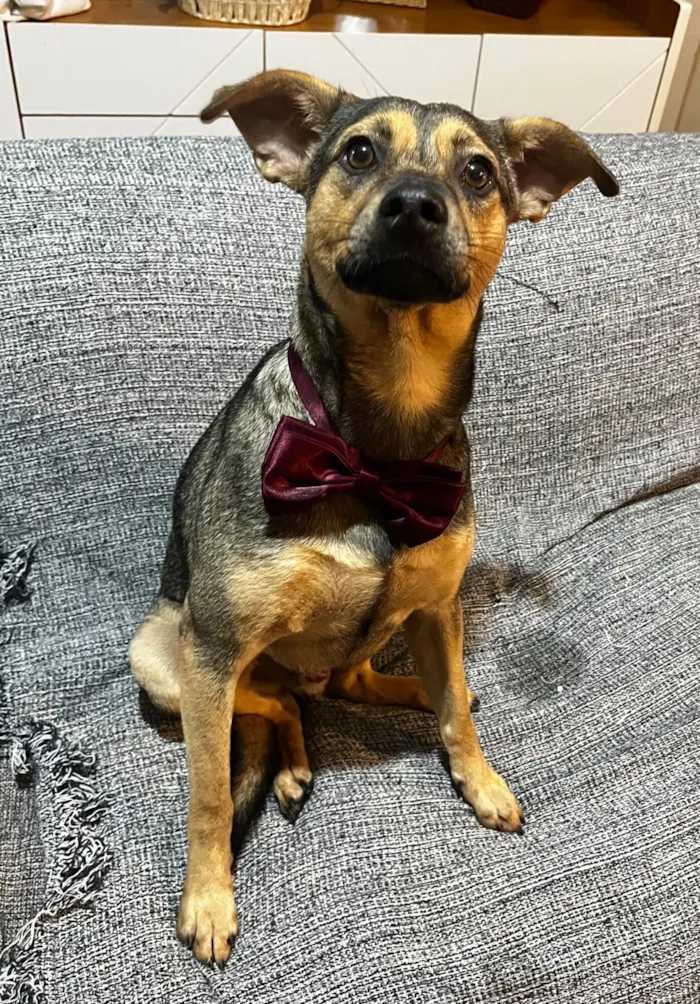 Cachorro raça SRD-ViraLata idade 7 a 11 meses nome Bento 