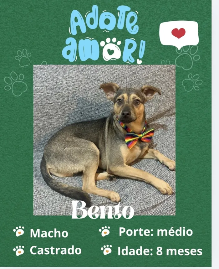 Cachorro raça SRD-ViraLata idade 7 a 11 meses nome Bento 