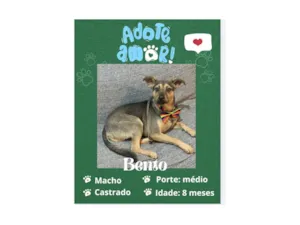 Cachorro raça SRD-ViraLata idade 7 a 11 meses nome Bento 