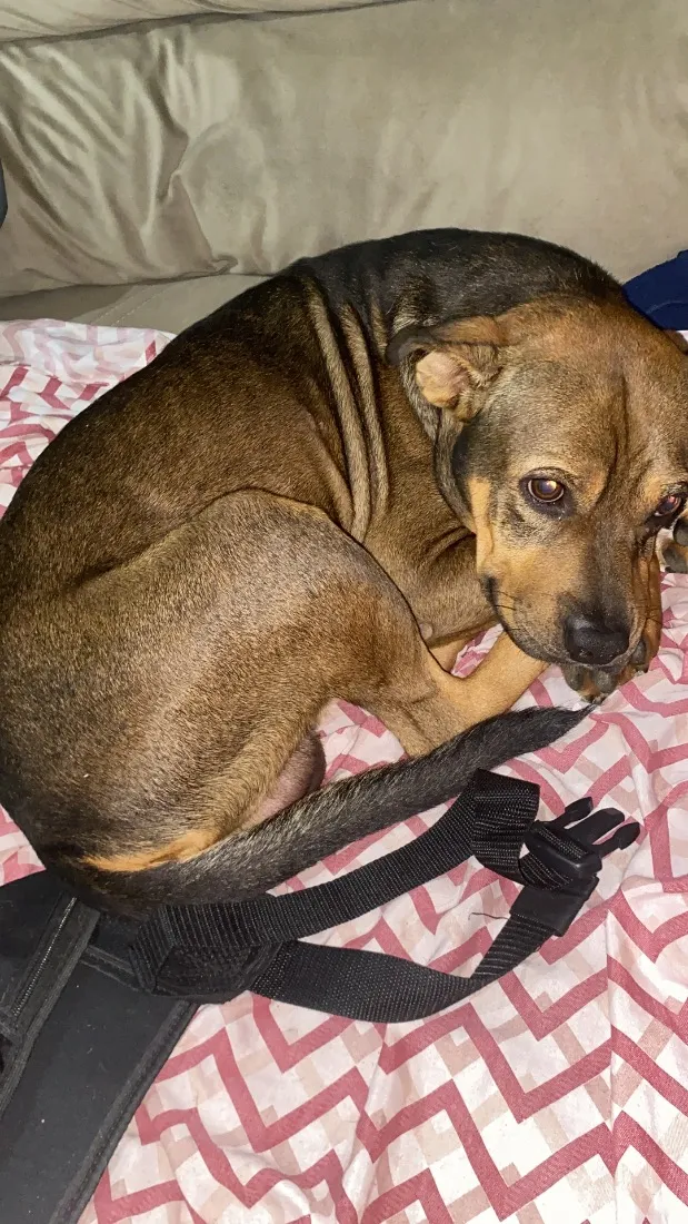 Cachorro raça SRD-ViraLata idade 4 anos nome Brutus 