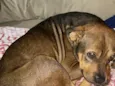Brutus 