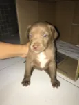 Mabel