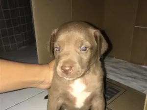 Cachorro raça SRD-ViraLata idade Abaixo de 2 meses nome Mabel