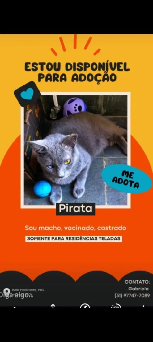 Gato raça SRD-ViraLata idade 1 ano nome Pirata