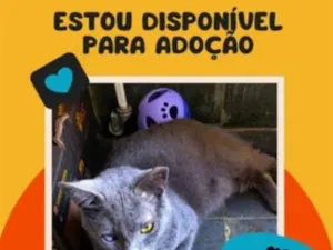 Gato raça SRD-ViraLata idade 1 ano nome Pirata