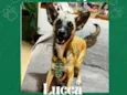 Lucca 