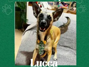 Cachorro raça SRD-ViraLata idade 1 ano nome Lucca 