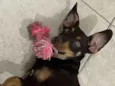 Lola 