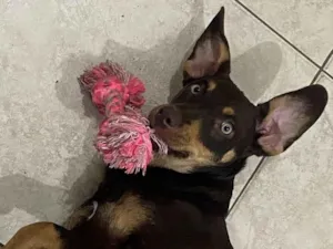 Cachorro raça SRD-ViraLata idade 7 a 11 meses nome Lola 
