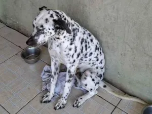 Cachorro raça Maltês idade 1 ano nome Lion