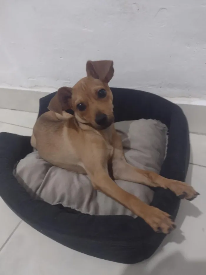 Cachorro raça SRD-ViraLata idade 7 a 11 meses nome covu